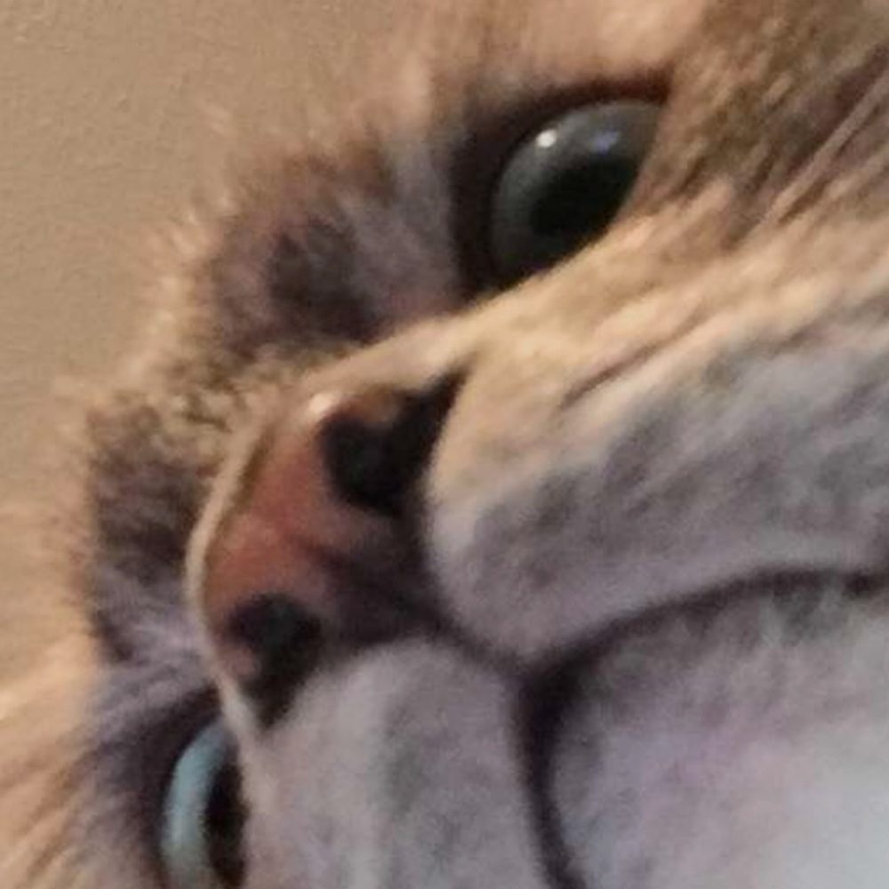 Ragdoll Shaded silver mink baby boy named Shady😻😻😻